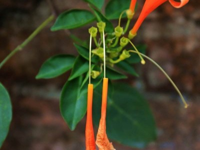 大理炮仗花种植基地供应3万株图3