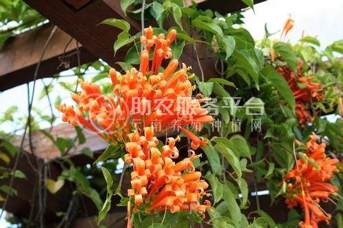 大理炮仗花种植基地供应3万株图4