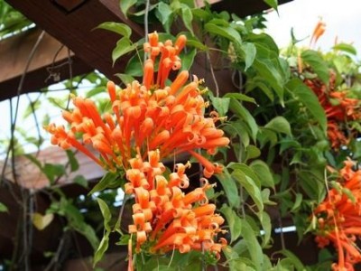 大理炮仗花种植基地供应3万株图4