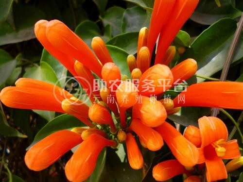 大理炮仗花种植基地供应3万株图5