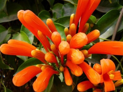 大理炮仗花种植基地供应3万株图5