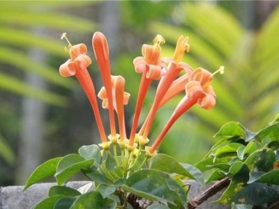 大理炮仗花种植基地供应3万株图6