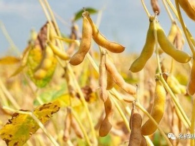 楚雄大豆种植基地供应量7吨图3