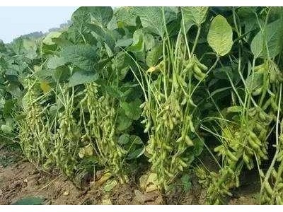 楚雄大豆种植基地供应量7吨图2