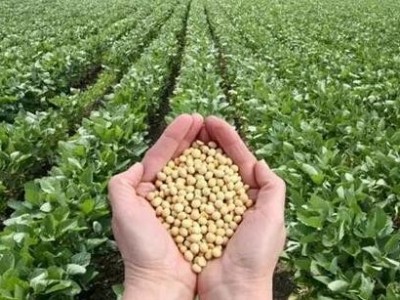 楚雄大豆种植基地供应量7吨图4