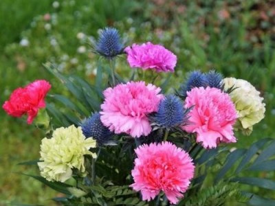 楚雄康乃馨 种植基地供应量9吨
