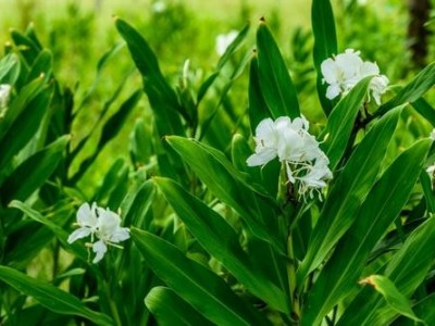 红河金银木种植中心 供应量10万株