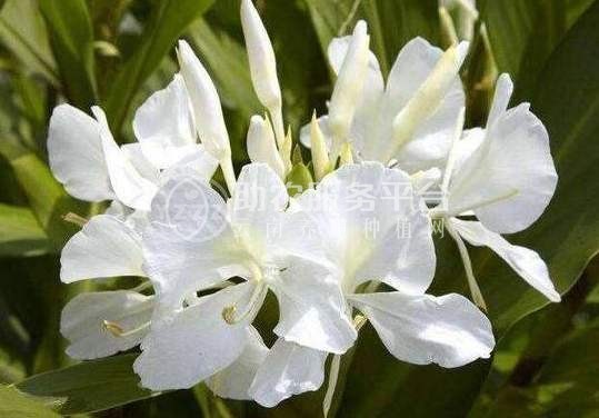 红河金银木种植中心 供应量10万株图2