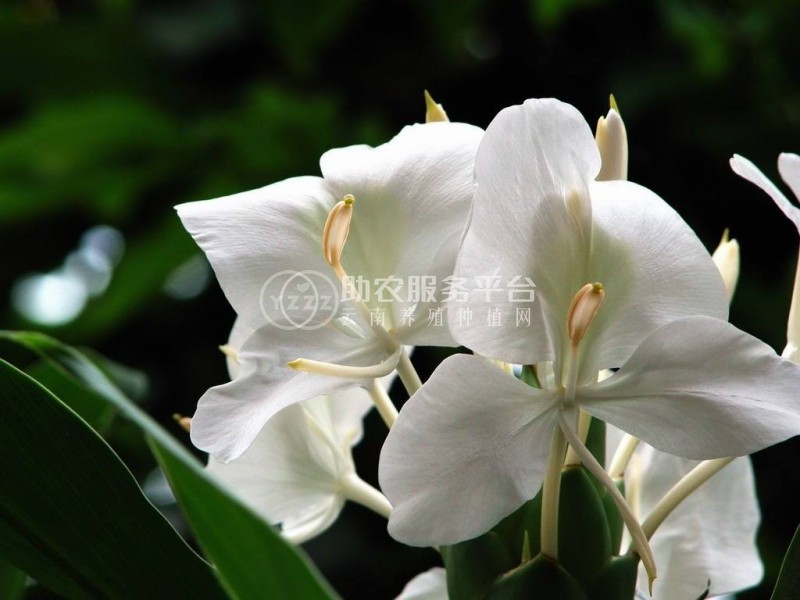 红河金银木种植中心 供应量10万株图4