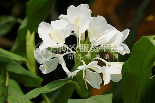 红河金银木种植中心 供应量10万株图9