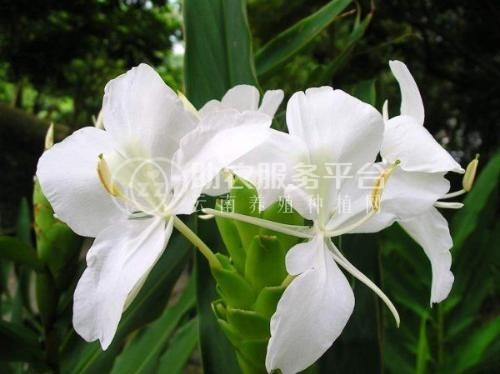 红河金银木种植中心 供应量10万株图5