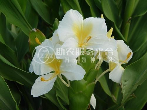红河金银木种植中心 供应量10万株图6