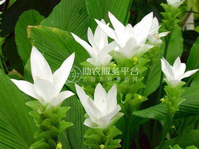 红河金银木种植中心 供应量10万株图3