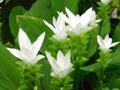 红河金银木种植中心 供应量10万株图3