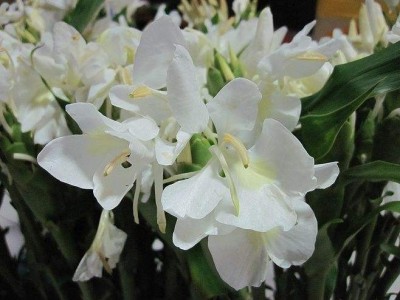 红河金银木种植中心 供应量10万株图7