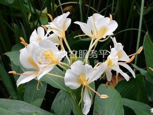 红河金银木种植中心 供应量10万株图8