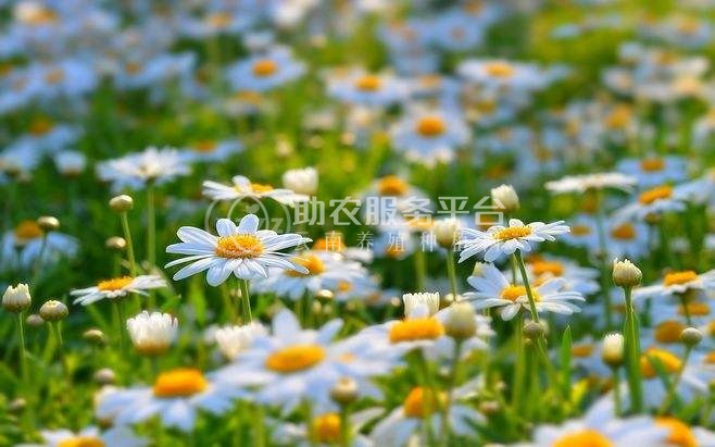 红河雏菊种植中心 供应量20万株图2