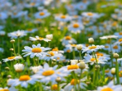 红河雏菊种植中心 供应量20万株图2