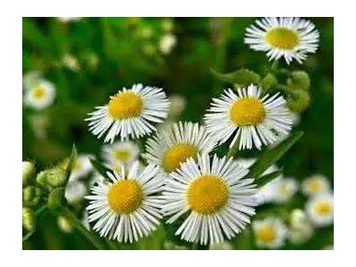 红河雏菊种植中心 供应量20万株图3