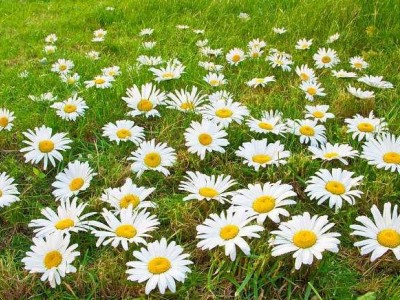红河雏菊种植中心 供应量20万株图4