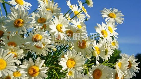 红河雏菊种植中心 供应量20万株图7