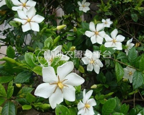 红河子旧栀子花种植中心 供应量8万株图1