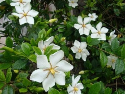 红河子旧栀子花种植中心 供应量8万株