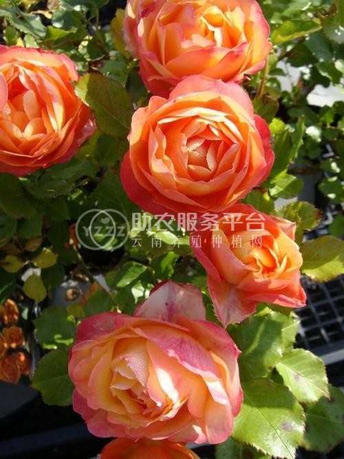 红河月季种植中心 供应量18万株图1