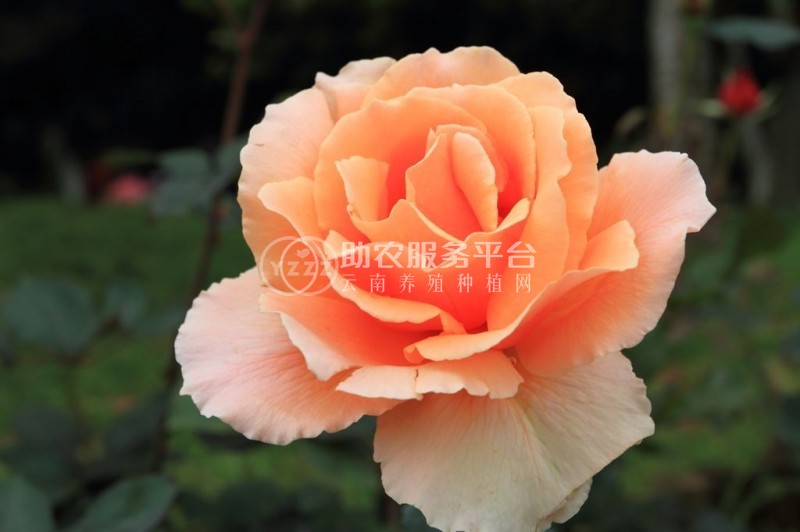 红河月季种植中心 供应量18万株图3