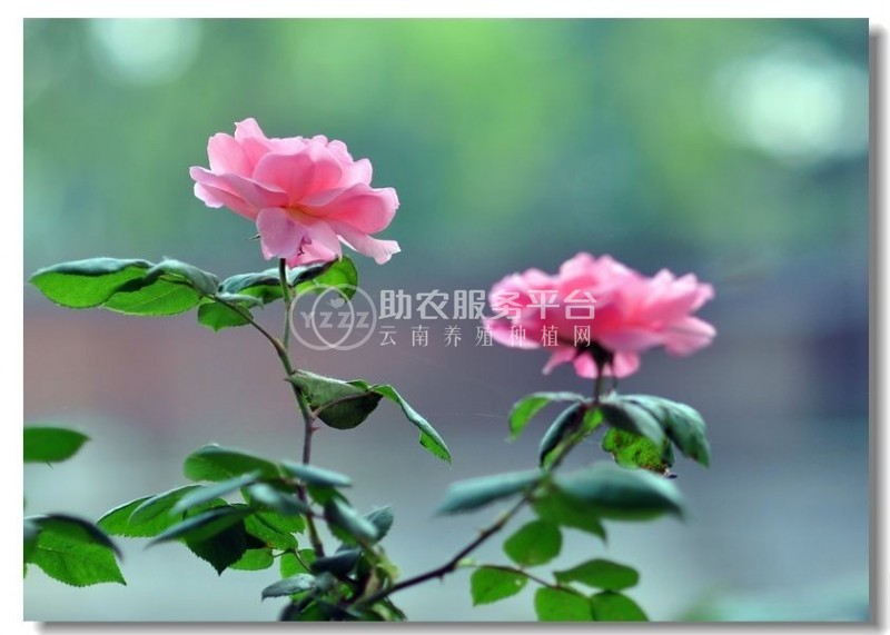 红河月季种植中心 供应量18万株图6