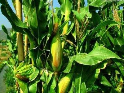 楚雄玉米种植基地供应量8吨图2