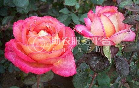 红河月季种植中心 供应量18万株图2