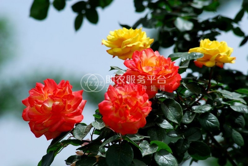 红河月季种植中心 供应量18万株图9
