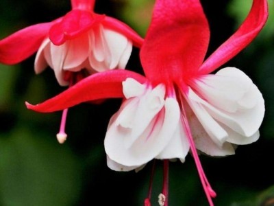 红河倒挂金钟种植中心 供应量20万株图9