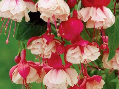 红河倒挂金钟种植中心 供应量20万株图6
