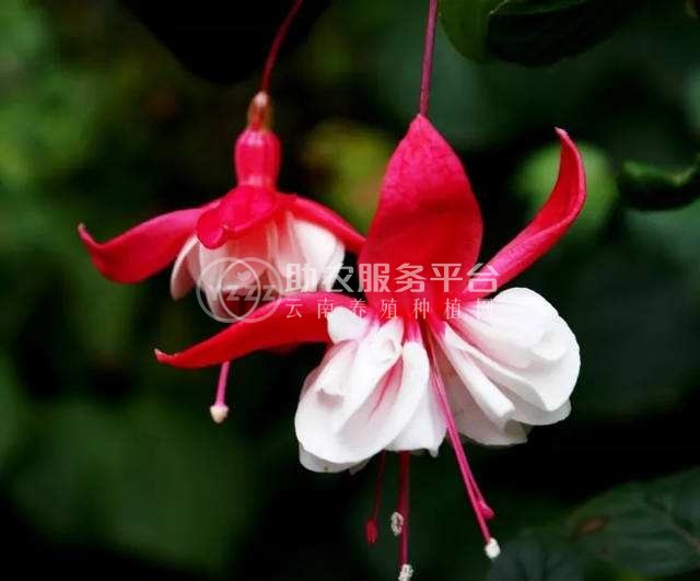 红河倒挂金钟种植中心 供应量20万株图1