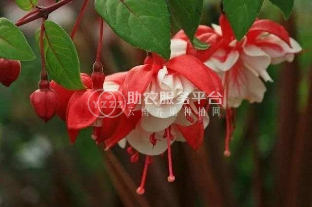 红河倒挂金钟种植中心 供应量20万株图2