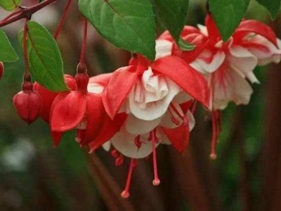红河倒挂金钟种植中心 供应量20万株图2