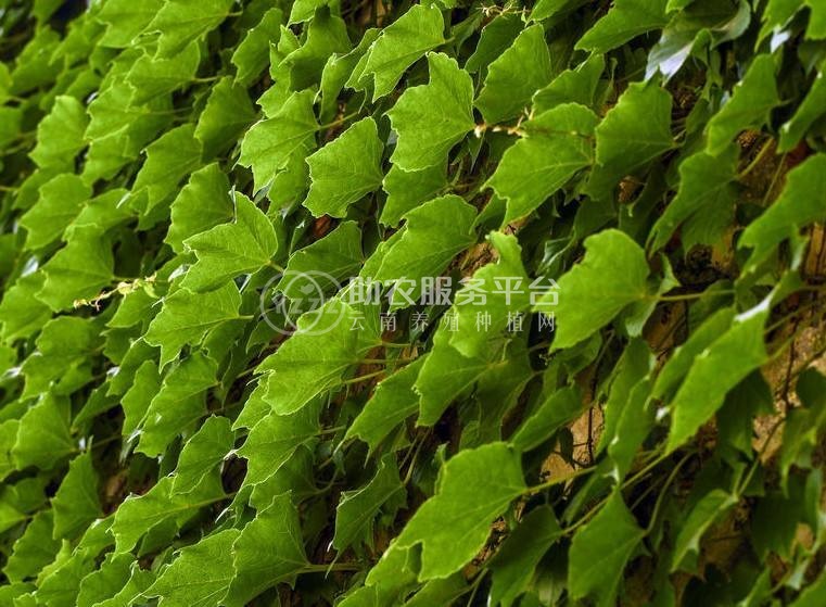 大理爬山虎种植基地供应1万株图1