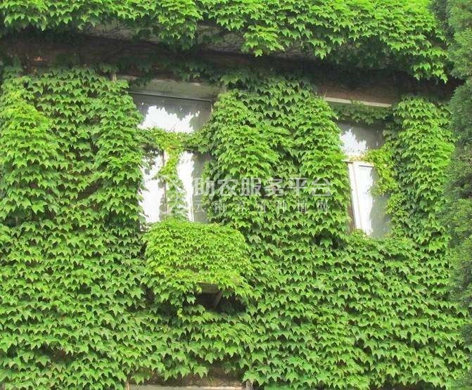 大理爬山虎种植基地供应1万株图2