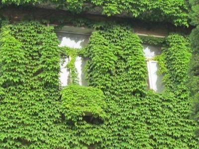 大理爬山虎种植基地供应1万株图2