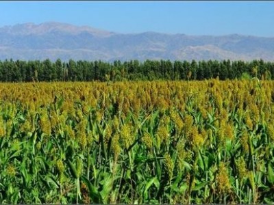 楚雄高粱种植基地供应量8吨图2
