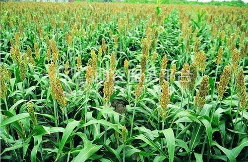 楚雄高粱种植基地供应量8吨图3