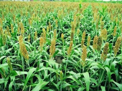 楚雄高粱种植基地供应量8吨图3