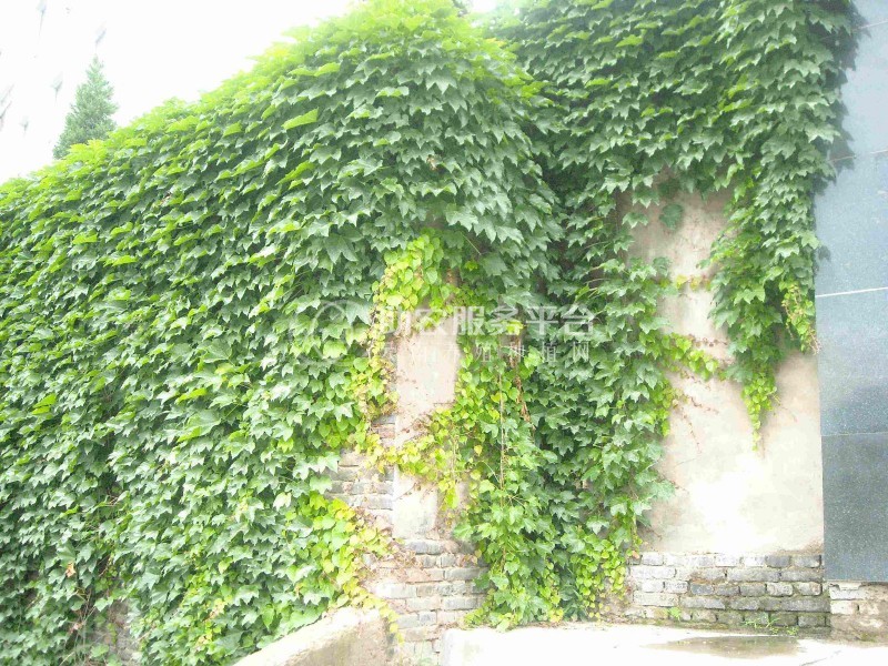 大理爬山虎种植基地供应1万株图3