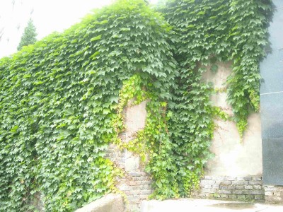 大理爬山虎种植基地供应1万株图3