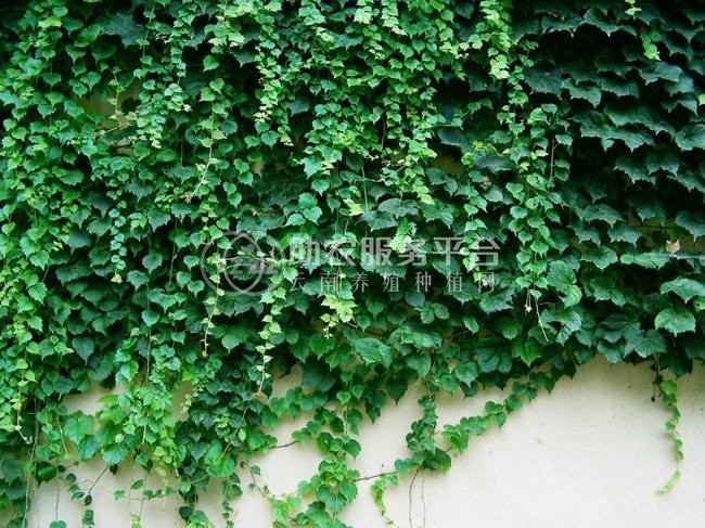 大理爬山虎种植基地供应1万株图4