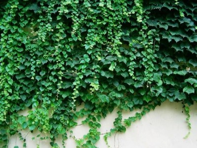 大理爬山虎种植基地供应1万株图4