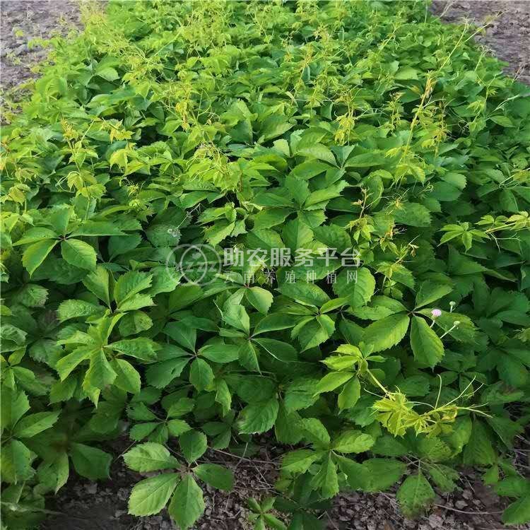 大理爬山虎种植基地供应1万株图5