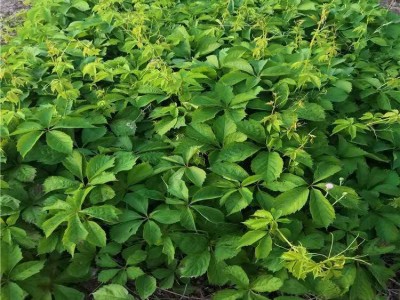 大理爬山虎种植基地供应1万株图5